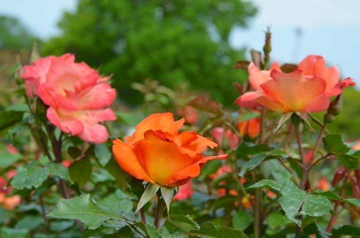 roses in the backyard garden