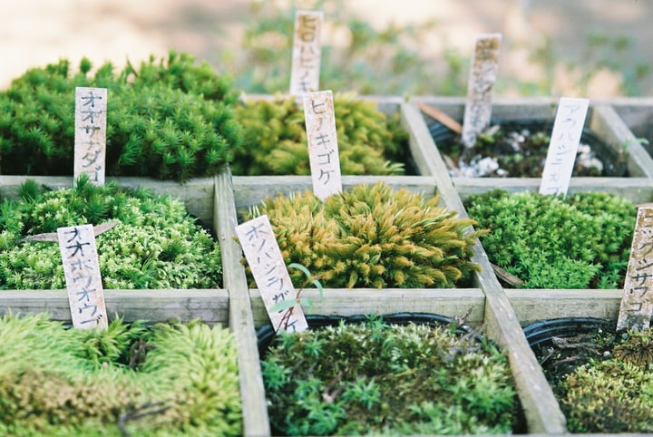 selecting moss for the garden