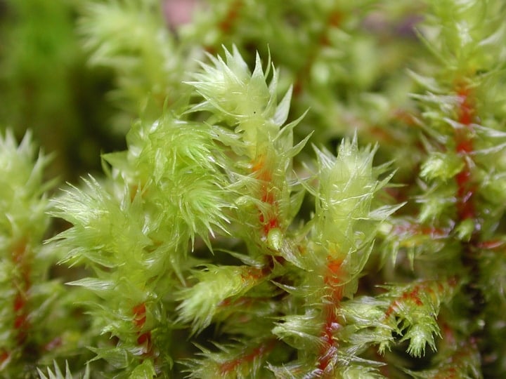 shaggy moss rhytidiadelphus triquetrus