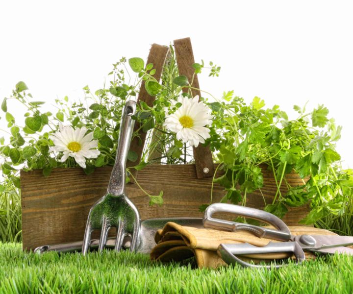 spring gardening tips