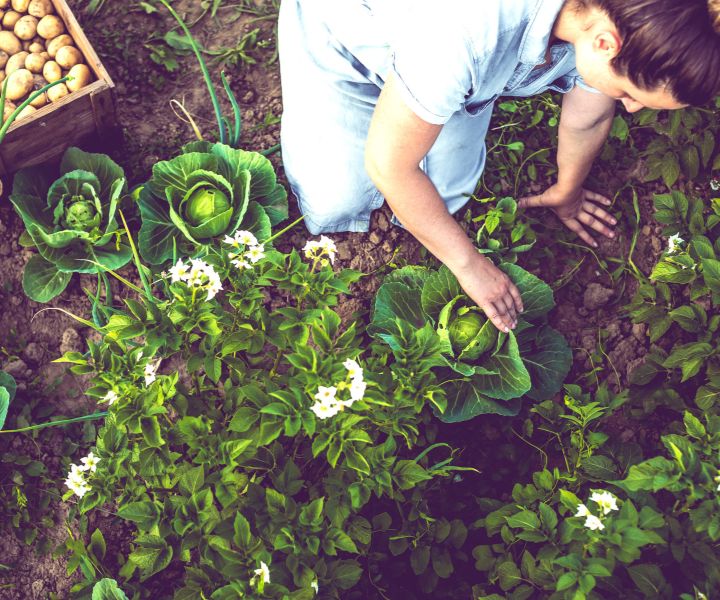 spring gardening vegetables