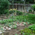 spring vegetable garden in the backyard