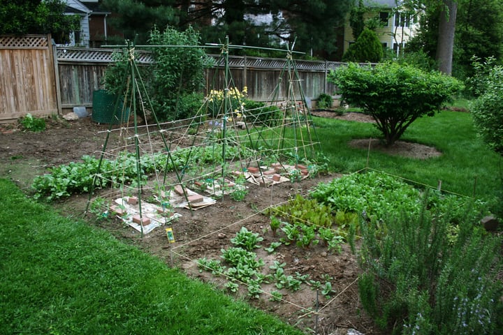 spring vegetable garden