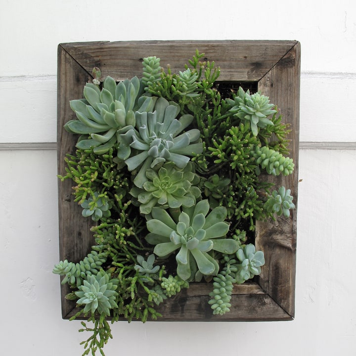 succulent wall garden