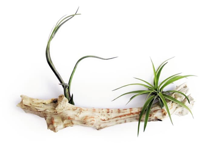 tillandsia air plant on white wall garden