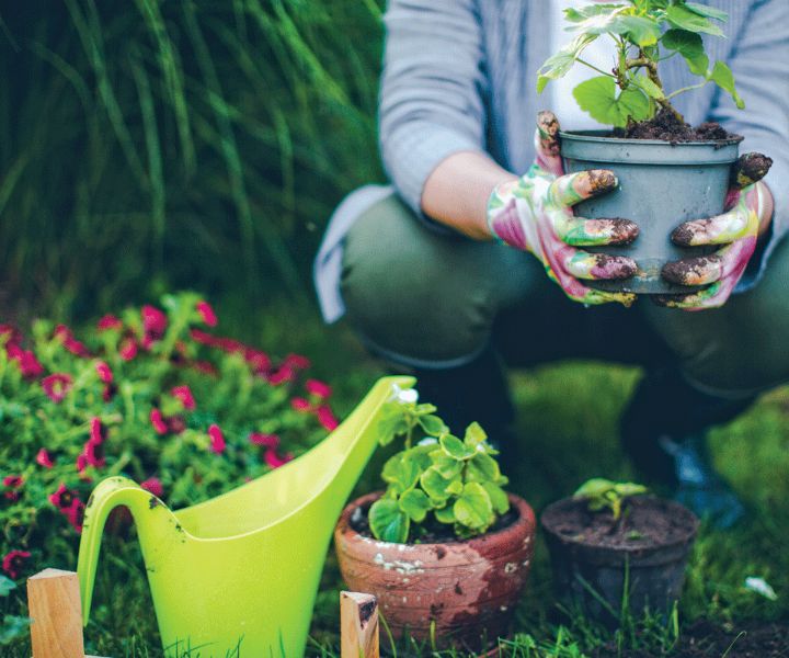 tips for spring gardening