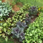 vegetable spring gardening