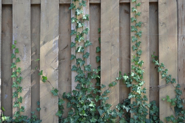 vine wall garden