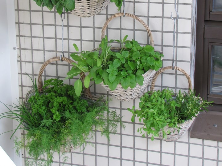 wall hanging herb garden