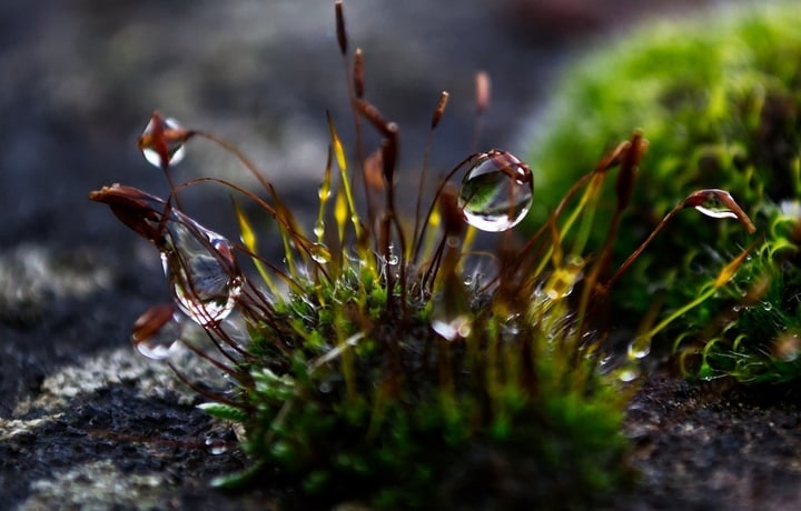 watering moss garden