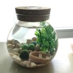 what is a jarrarium