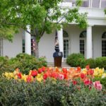 white house rose garden