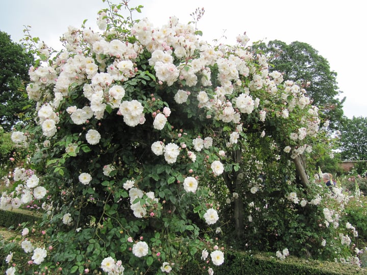 white roses over arches