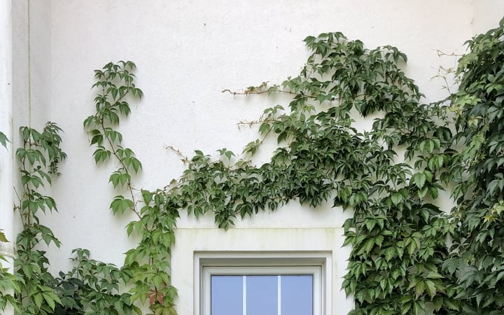 white wall vine garden