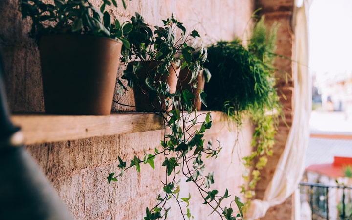 wooden shelves with pot wall garden