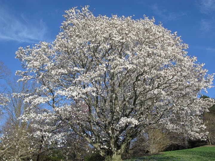 anise magnolia salicifolia