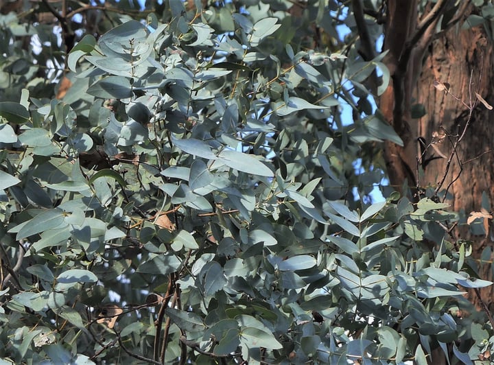 argyle apple eucalyptus cinerea