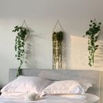 best plants for wall plants