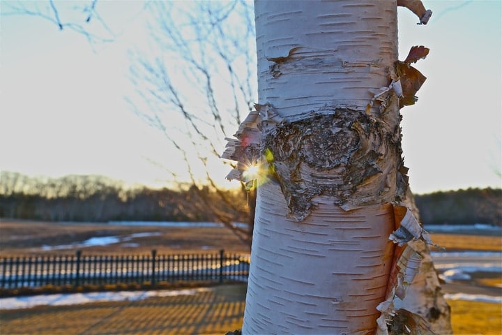 birch tree bark