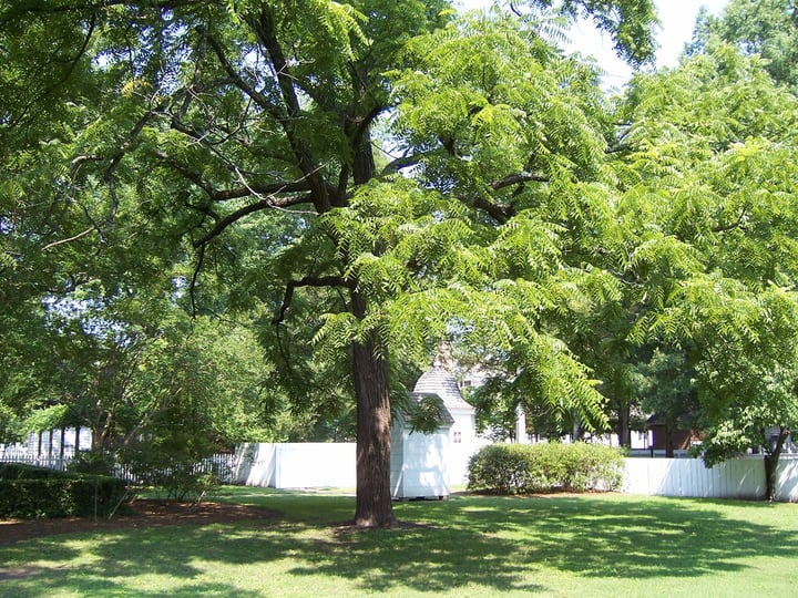 black walnut juglans nigra tree