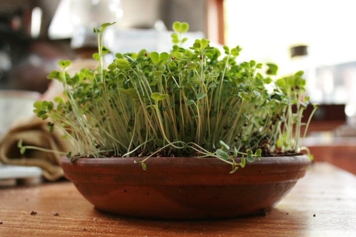 brocolli microgreens tray market gardening