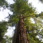 coast redwood sequoia sempervirens tallest type of tree