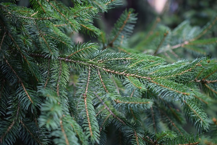 evergreen tree