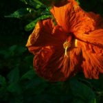 fading hibiscus flower