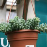 hanging burros tail