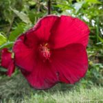 hibiscus flower fading