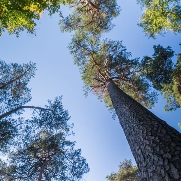 looking up a different types of treees