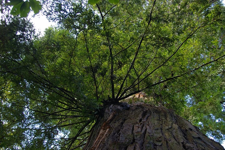 methuselah tree