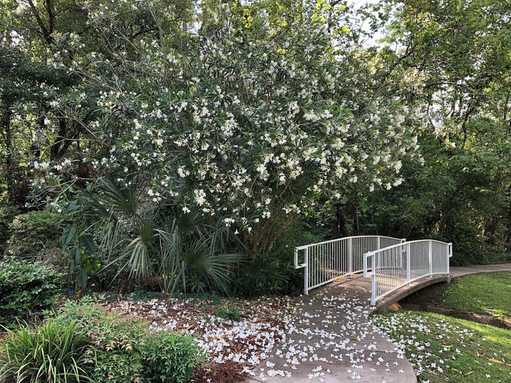 oleander tree flower