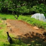 prepared land for market gardening