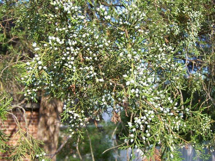 red cedar juniperus virginiana