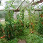 tomato market garden