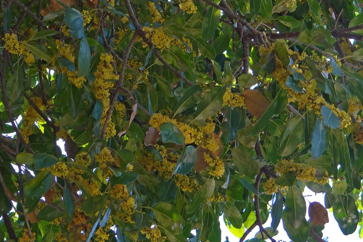 tree with berry fruit