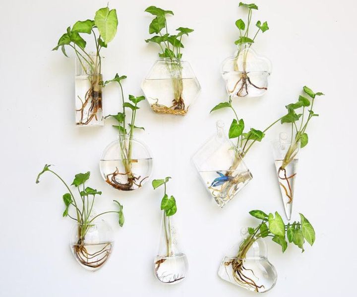 wall hanging test tube planter