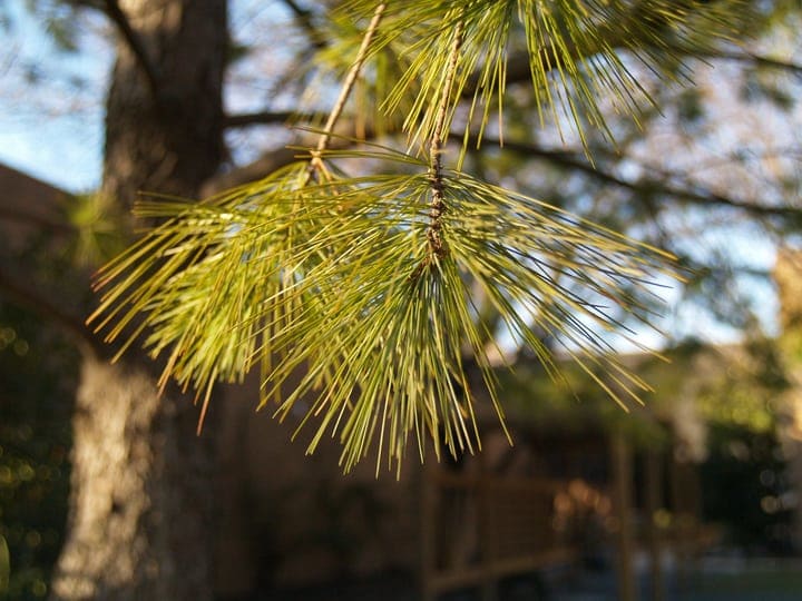 white pine pinus strobus