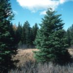 white spruce christmas tree