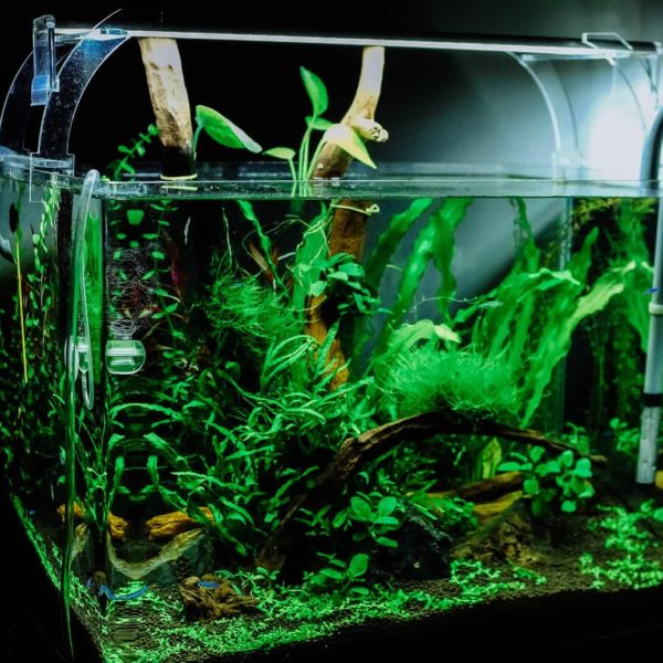 Planted Aquarium Easy DIY Guide