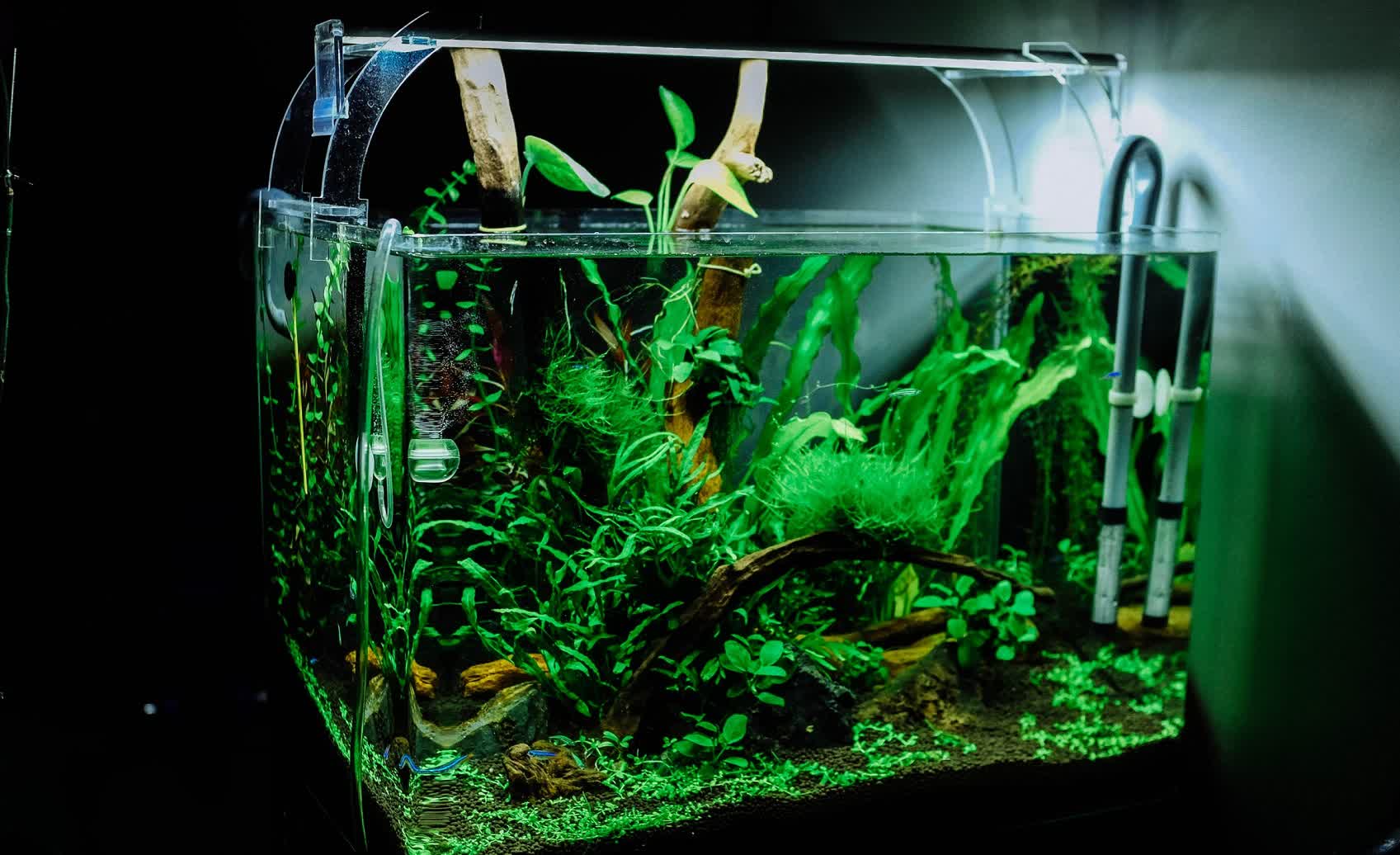 Planted Aquarium 101: Easy DIY Guide to Creating Your Own