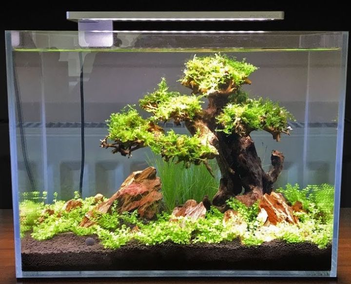 aquascaping bonsai