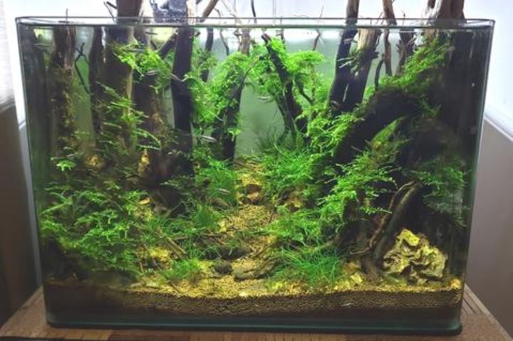 aquascaping forest