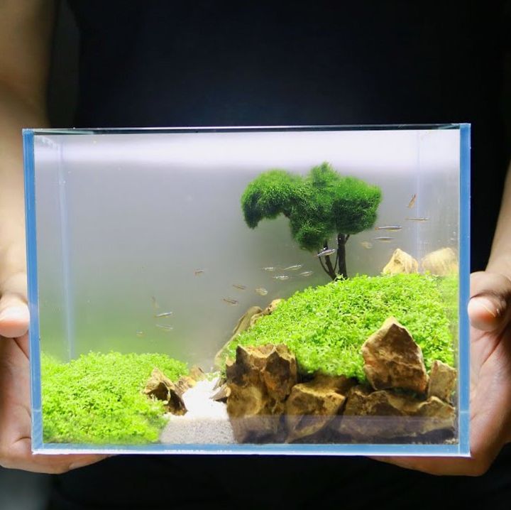 Aquascape center