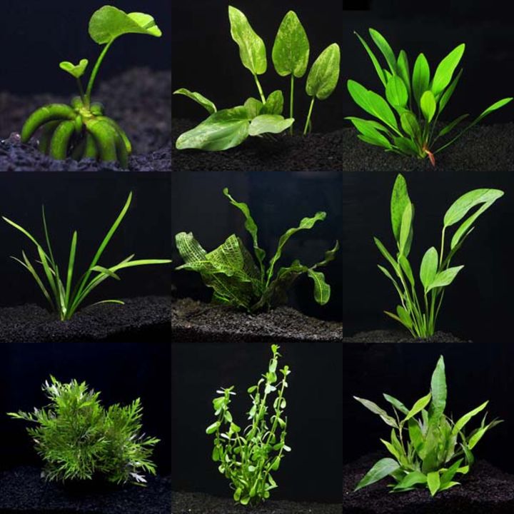 best aquarium plants