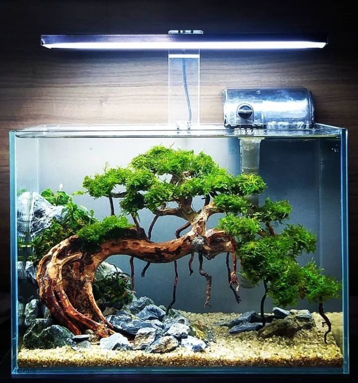 How To Make Simple Aquascape in Living Room