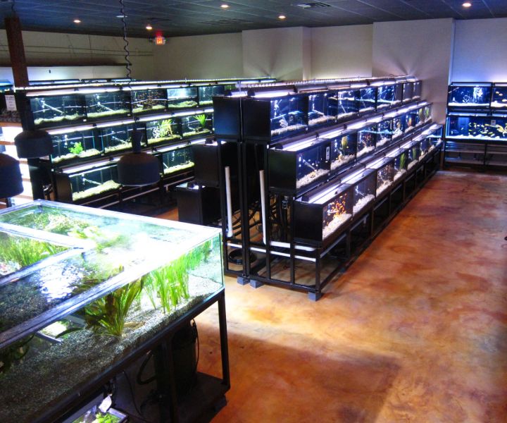 decide on aquarium tank