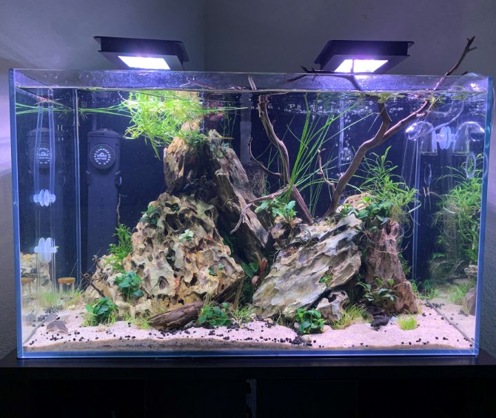 25 Best Aquascaping Ideas with Instructional Guide for 2022