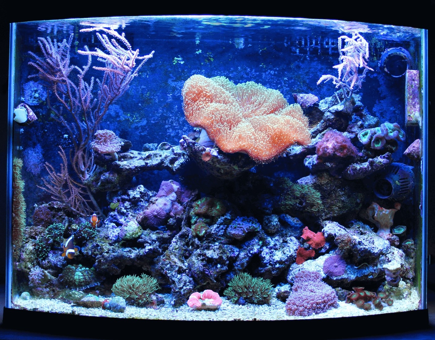 fish aquarium decors